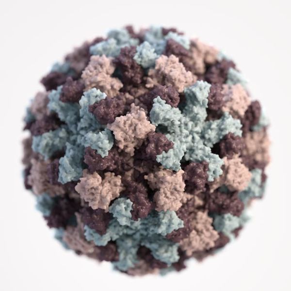 A 3D graphical representation of a single norovirus particle. The different colors represent different regions of the organism’s outer protein shell. Credit: CDC 